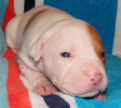 American Pit Bull Puppies for Sale